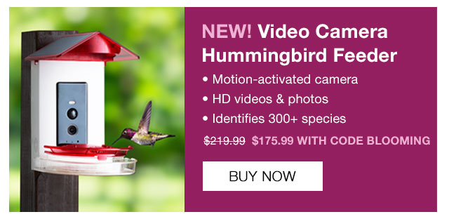 Video Camera Hummingbird Feeder